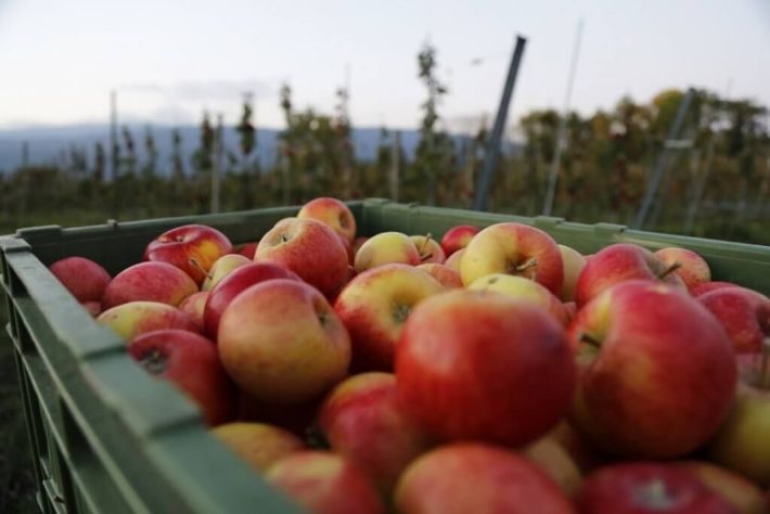 apple_fruit_fruits_autumn_eat_food_fruit_tree_harvest-681084-1024x683